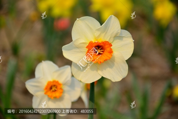 郁金香
