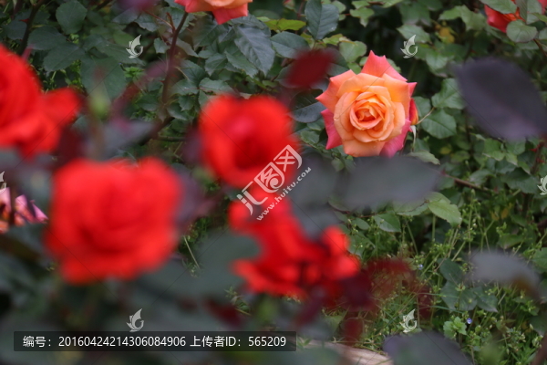 月季花