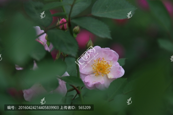 月季花