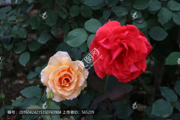 月季花