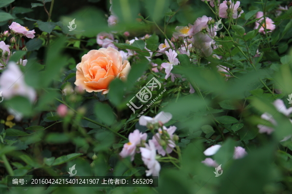月季花