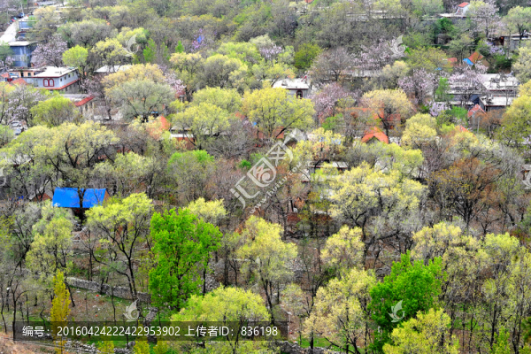 山村
