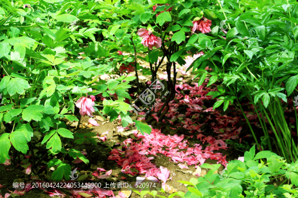 落花