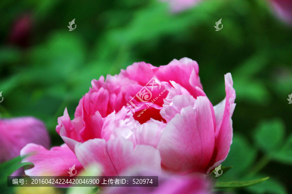 牡丹花