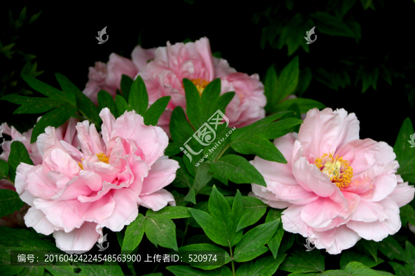 粉色牡丹