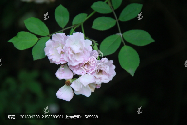 薔薇月季花