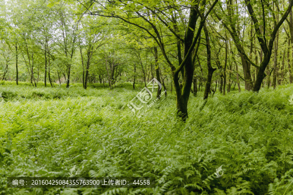 樹(shù)林