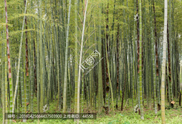 竹林