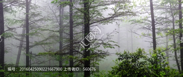 余姚,四明山