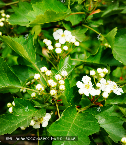山楂花