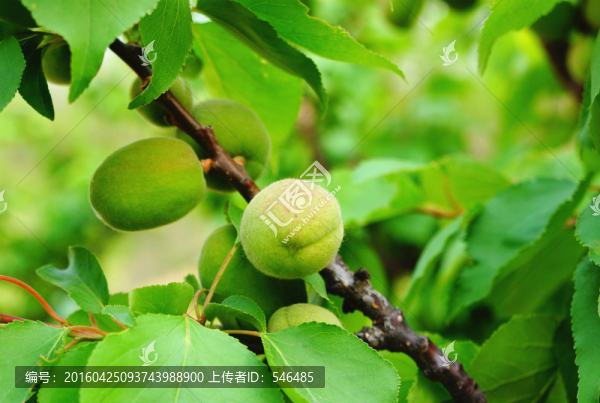 小杏,青杏