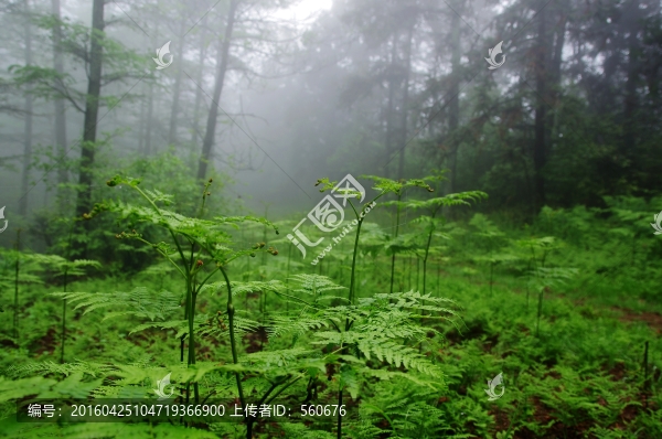 余姚,四明山