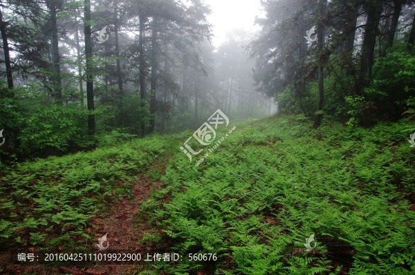 余姚,四明山