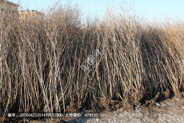 樹苗,樹木,樹,春天,植樹