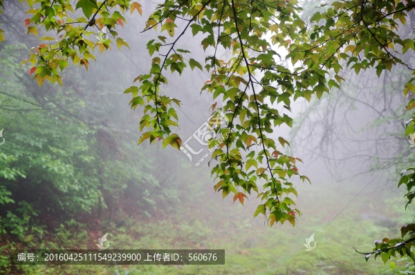余姚,四明山