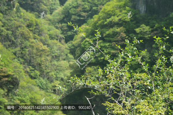 青山