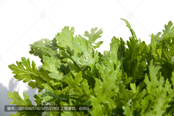 茼蒿