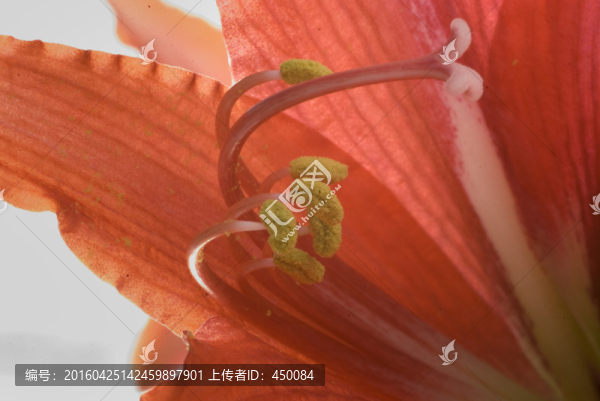 花蕊