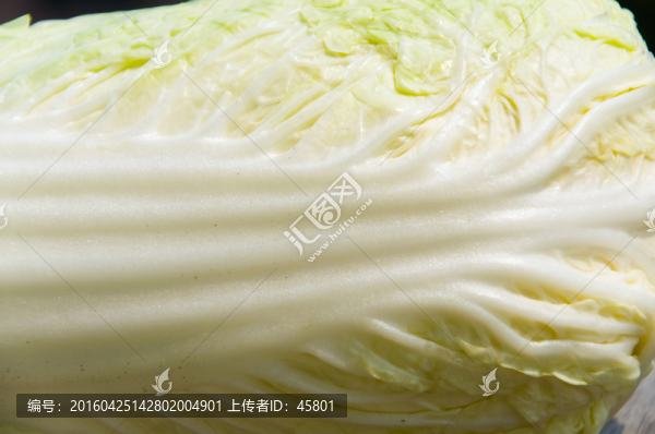 白菜