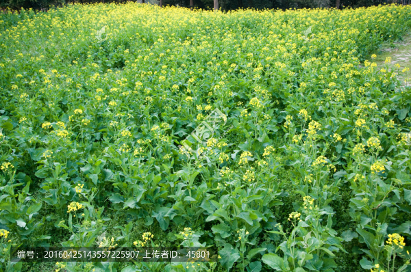 盛開的油菜花