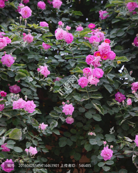 薔薇花
