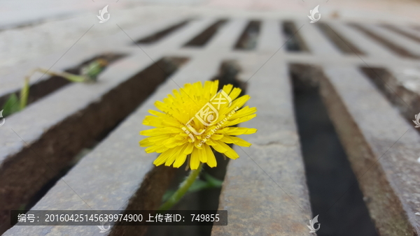 蒲公英