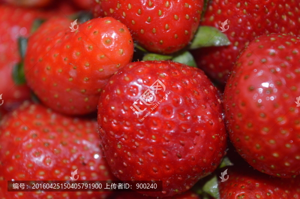 草莓
