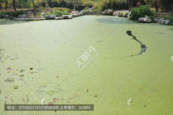 池塘浮萍