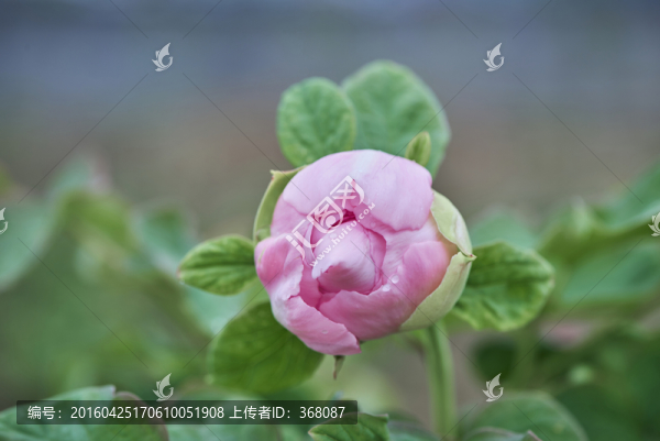 牡丹花