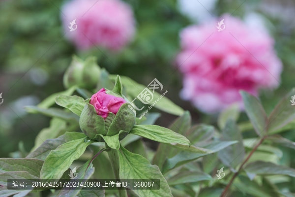 牡丹花