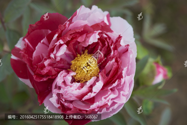 牡丹花