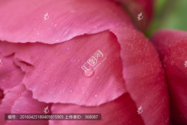 牡丹花