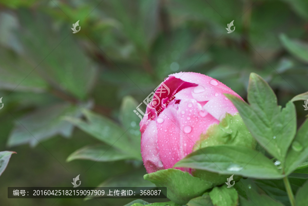 牡丹花