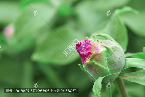 牡丹花