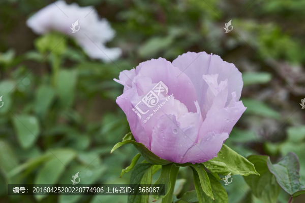 牡丹花