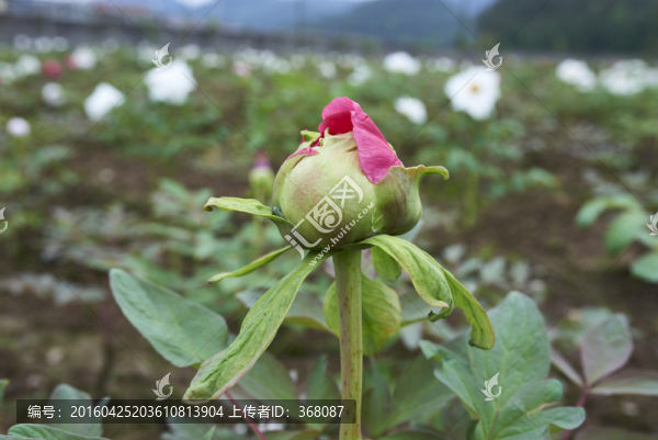 牡丹花