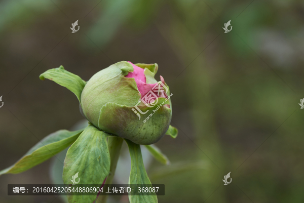 牡丹花