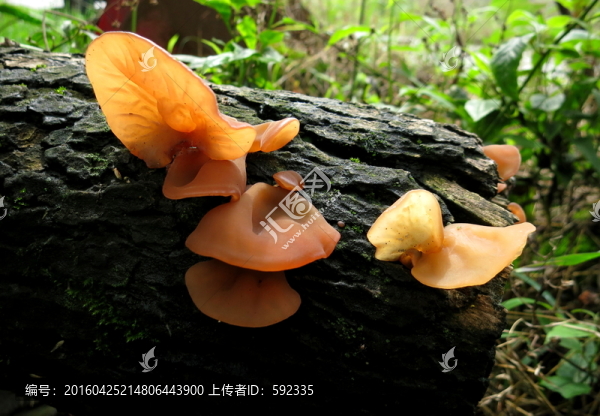 木耳
