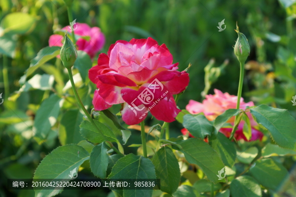小花兒