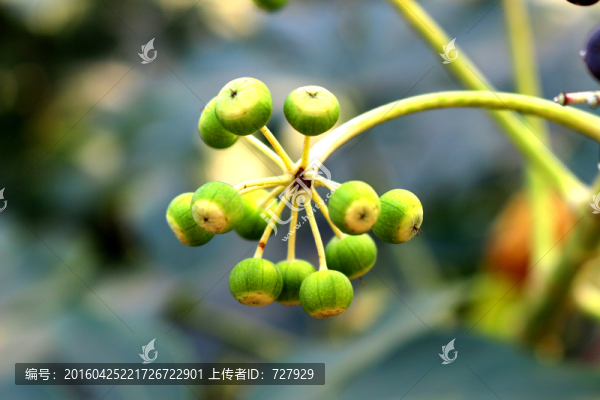 八角金盤果