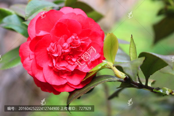 茶花