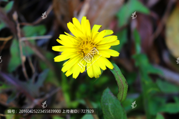 蒲公英花