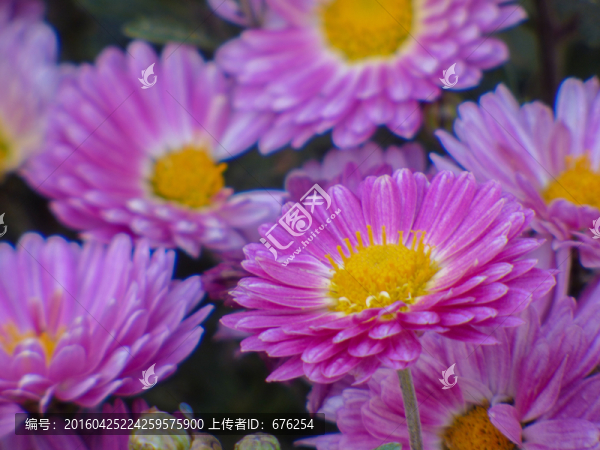 非洲菊