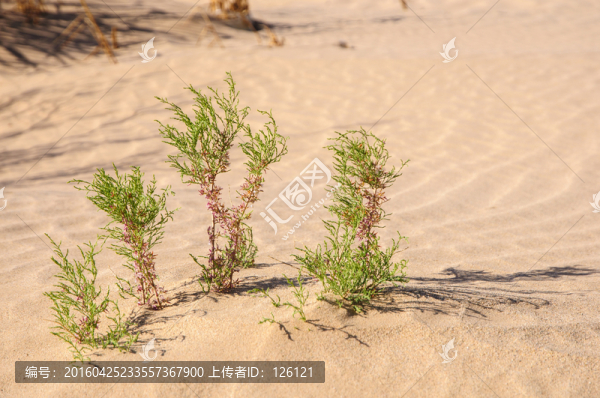 戈壁灘植物