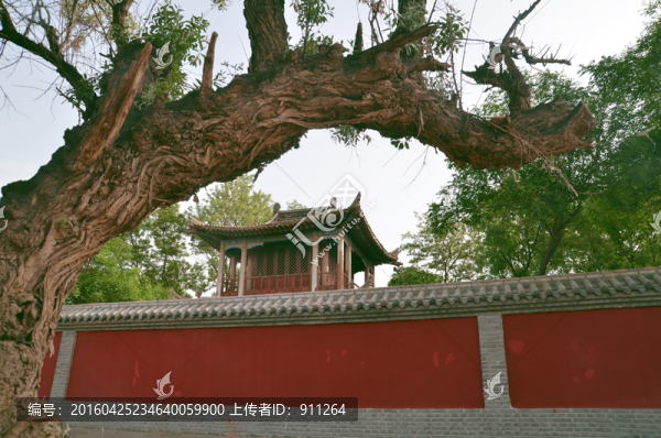 古建,古樹,紅墻