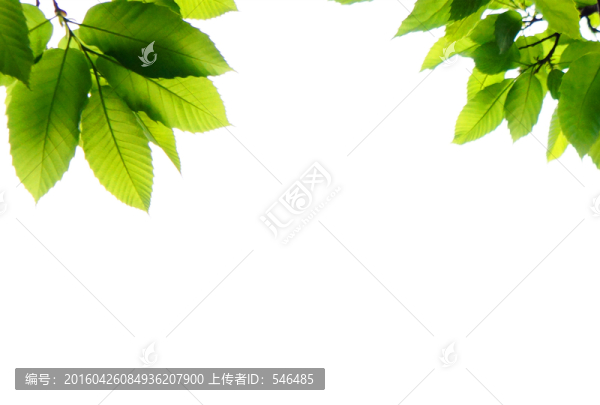 綠葉,框