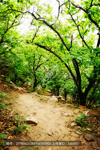 綠林,小路