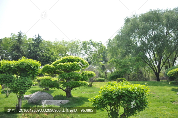 綠植