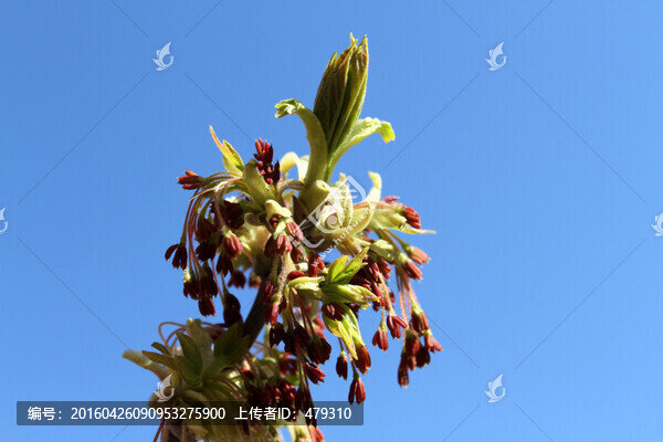春芽,春天,樹牙,樹,發(fā)芽