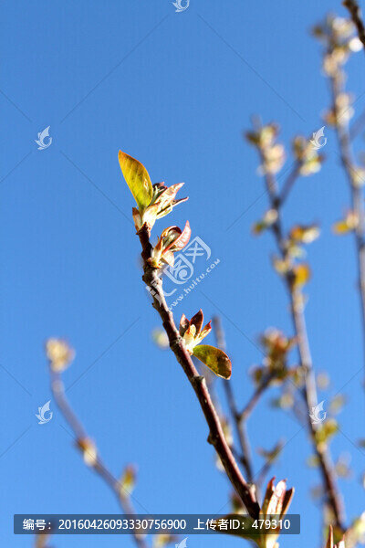 春芽,春天,樹牙,樹,發(fā)芽
